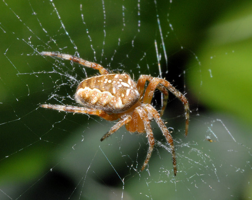 Araneus diadematus